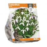 Baltus Galanthus Nivalis bloembollen per 10 stuks